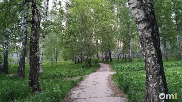 К середине осени высадят 131 дерево в «Берёзовой роще» в Новосибирске