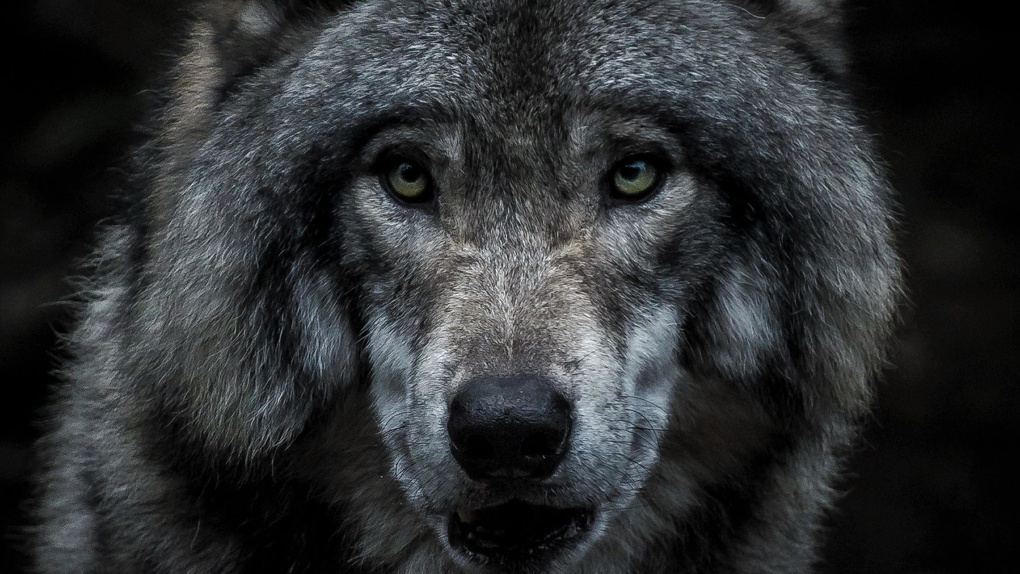 Рядом ходят дети: диких волков заметили под Новосибирском