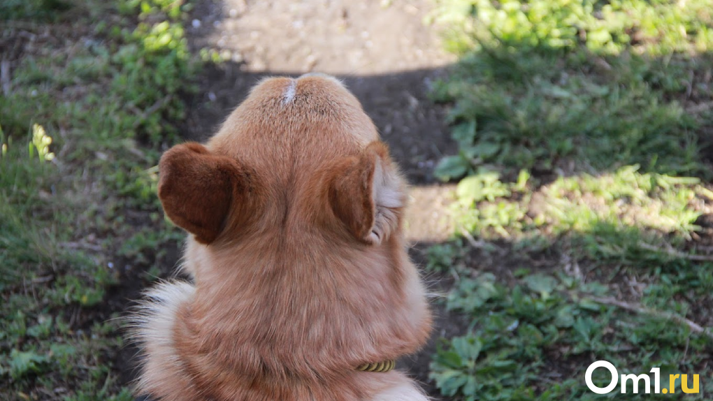 Живодёр из Новосибирска повесил щенка ради записи видео для девушки