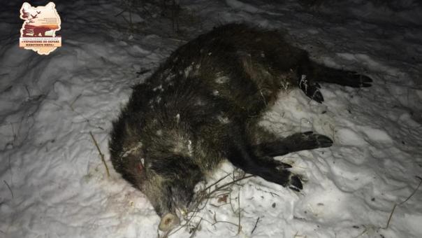 Омские браконьеры совершили налёт на стадо кабанов