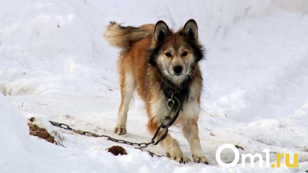 Стая бродячих собак едва не напала на девочку в Советском округе Омска