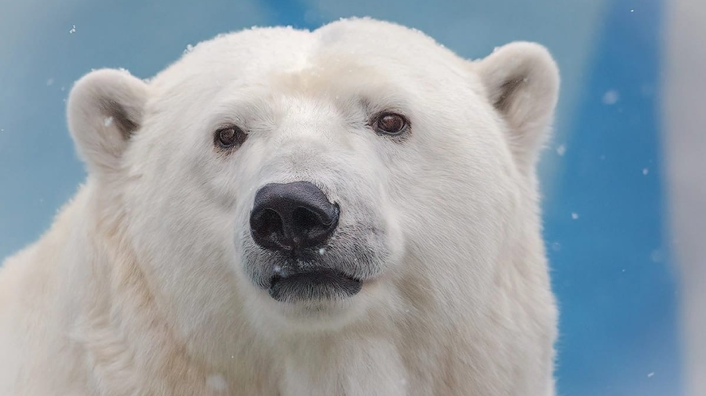 Новосибирский зоопарк опубликовал фото новорождённого белого медвежонка