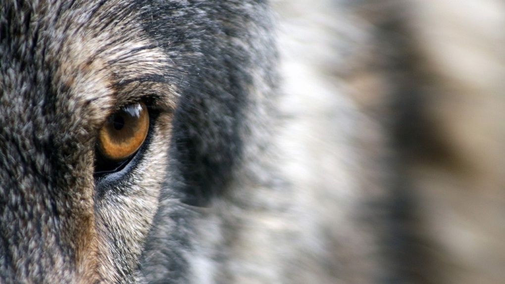 «Атакуют волки». Жители Омской области пожаловались на обилие хищников