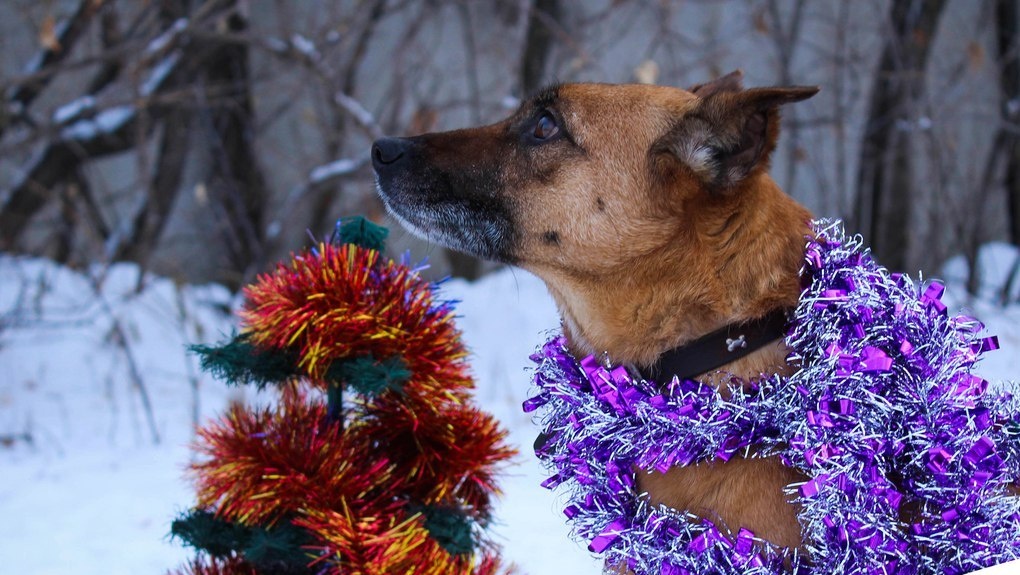Собакам из омского приюта «Друг» устроили новогоднюю фотосессию – ФОТО
