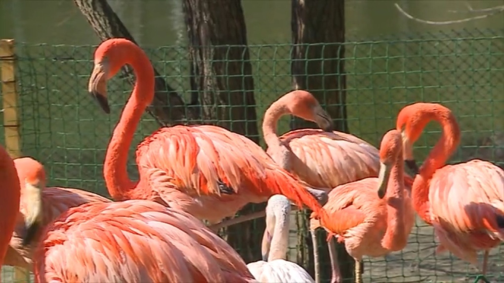 Дитя заката: в Новосибирском зоопарке фламинго набирают розовый цвет