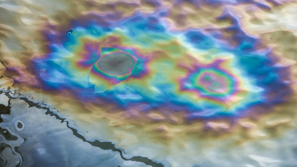 У берегов Камчатки заметили огромное нефтяное пятно. Сотни морских животных погибли