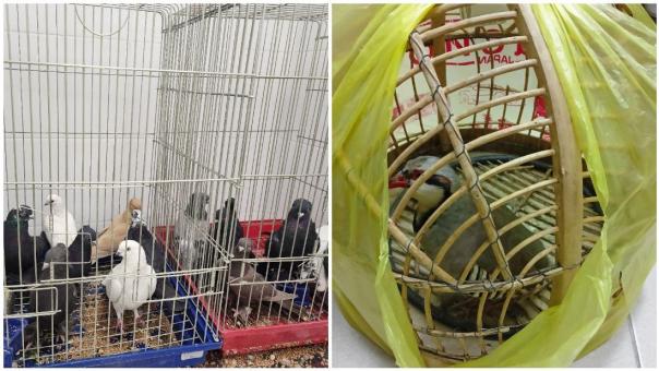 Голубей и кеклика пытались незаконно ввезти в Новосибирск из Таджикистана