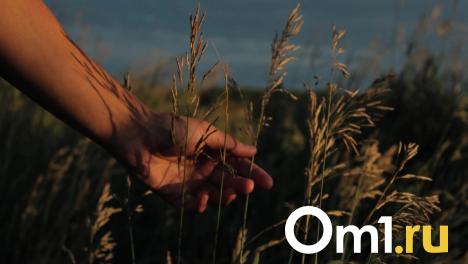 Саранча стала активнее в Омской области из-за жары. Чем это опасно?