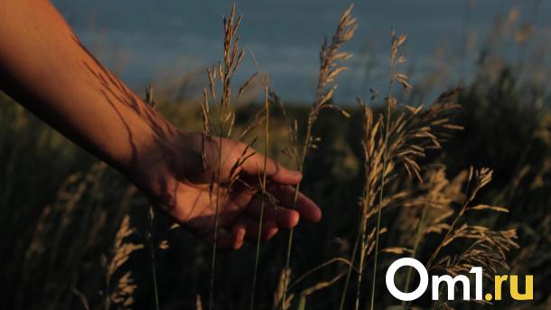 Саранча стала активнее в Омской области из-за жары. Чем это опасно?