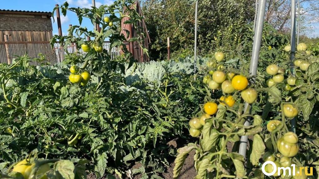 Новосибирский агроном Шубина назвала срок посева овощей в мае