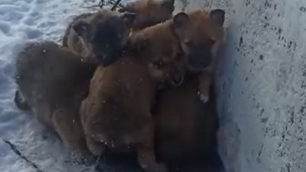 «Жались друг к другу и плакали: новосибирец спас от смерти шестерых щенков