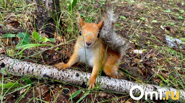 В омском парке нечто убивает белок