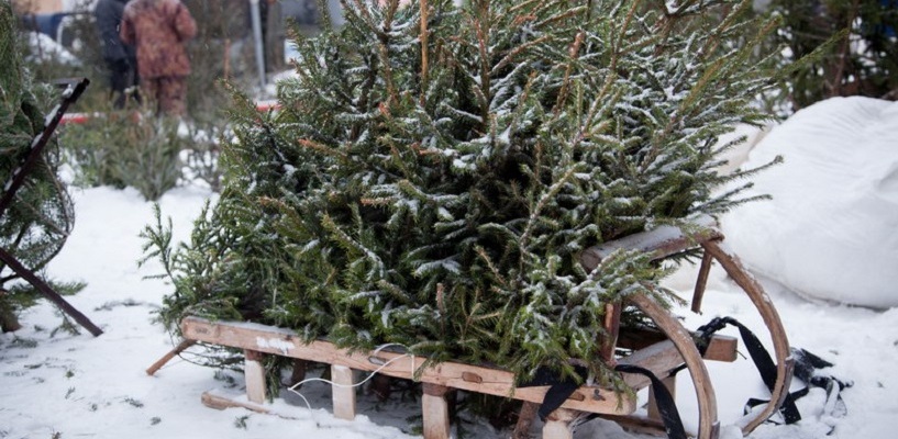 В Омске перед Новым годом закончились елки
