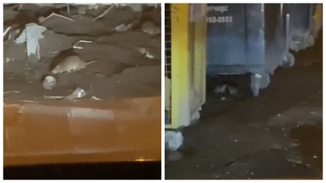«Скоро полезут в дома»: крысы-гиганты напугали новосибирцев. ВИДЕО