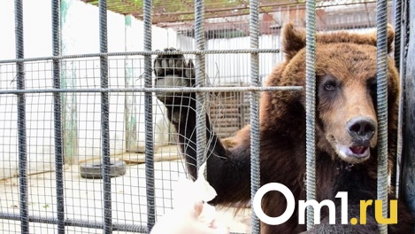 Охотникам разрешили отстрелить почти четверть медведей в омских лесах