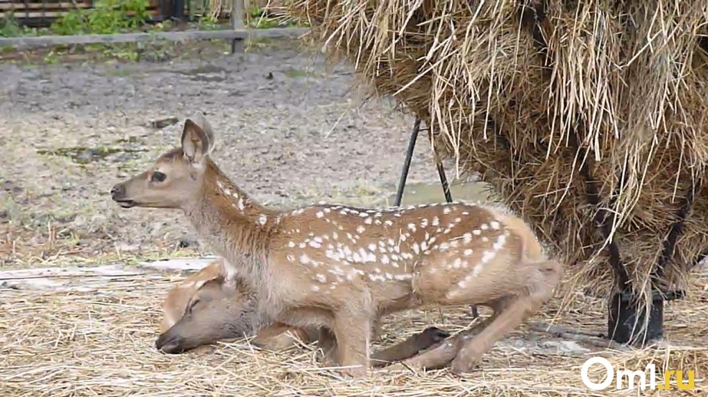 В зоопарке Омской области родились маленькие маралы