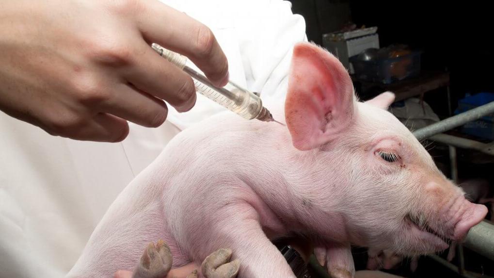 В Омской области обнаружили очаг смертельно опасного заболевания свиней