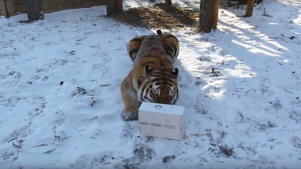 Милое видео про грозного хищника: в Большереченском зоопарке тигр подружился с коробочкой