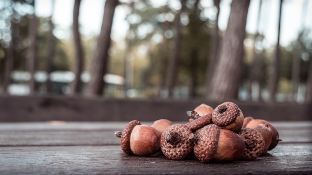 В центре Омска высадят дубравы Петра I