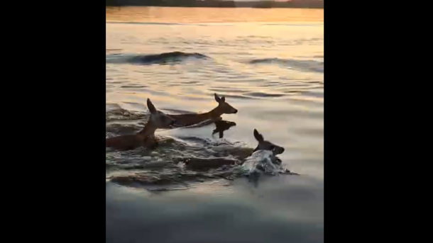 В Омской области заметили косуль, переплывающих Иртыш