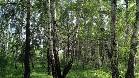 Объём экспорта лесоматериалов из Кузбасса вырос вдвое