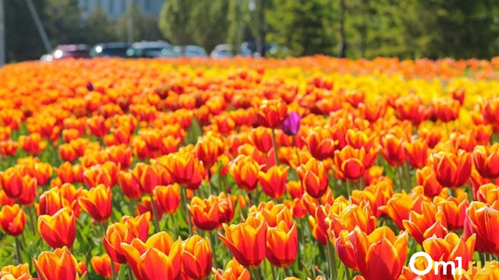 Омск снова станет городом-садом: к 9 мая на улицах высадят 43 тысячи цветов