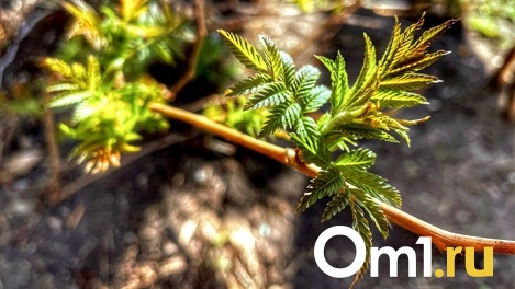 Штормовой ветер, мороз и 27-градусная жара. Омские синоптики рассказали о новых сюрпризах погоды