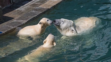 Выбор имён белым медвежатам из Новосибирского зоопарка не связан с Анной Кикиной