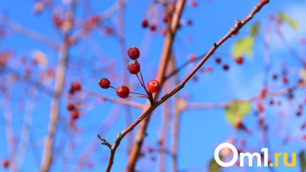 Треть омичей становятся наиболее продуктивными весной