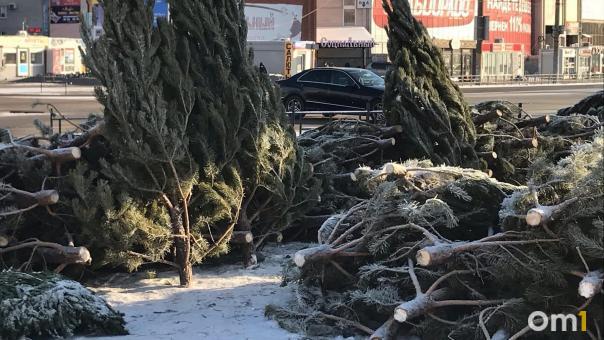 В Омске новогодние деревья пустят на отсыпку дорог