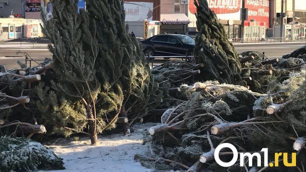В Омске новогодние деревья пустят на отсыпку дорог