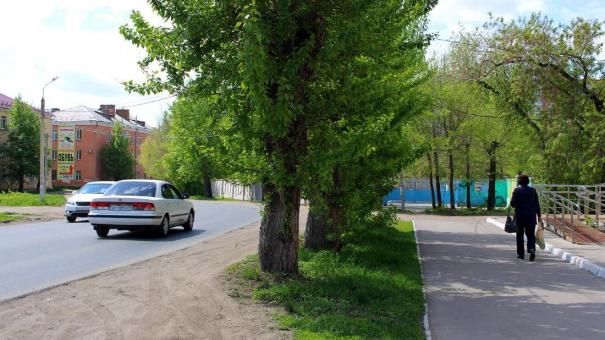 В Новосибирске посадят 10 тысяч деревьев — рябины на Красном проспекте и не только