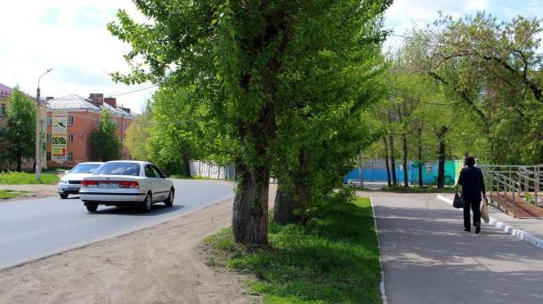 В Новосибирске посадят 10 тысяч деревьев — рябины на Красном проспекте и не только