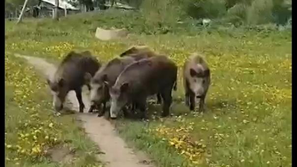 В Тогучинском районе кабаны вышли к людям