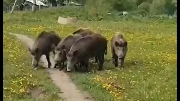 В Тогучинском районе кабаны вышли к людям
