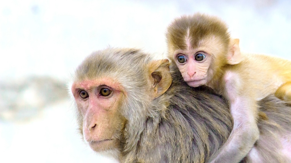 Новосибирский «Вектор» потратит 5,8 млн рублей на обезьян для испытаний вакцины от коронавируса