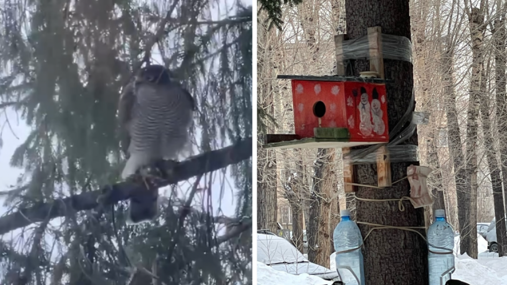 Краснокнижные соколы-сапсаны зимуют в кормушке напротив дома жительницы Новосибирска