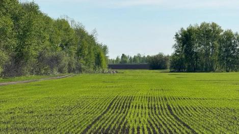 Колыванский район бьёт рекорды: аграрии перевыполнили план на 15 % под Новосибирском