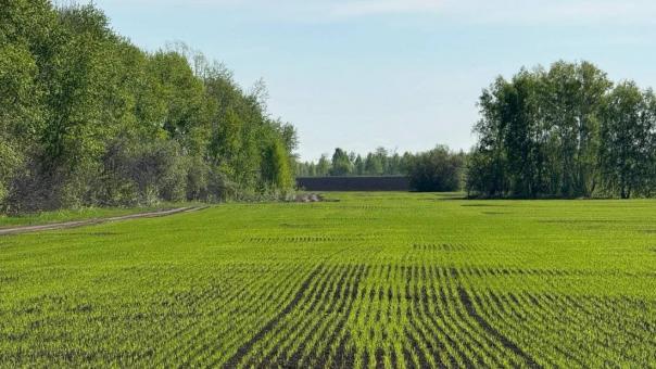 Колыванский район бьёт рекорды: аграрии перевыполнили план на 15 % под Новосибирском