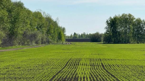 Колыванский район бьёт рекорды: аграрии перевыполнили план на 15 % под Новосибирском