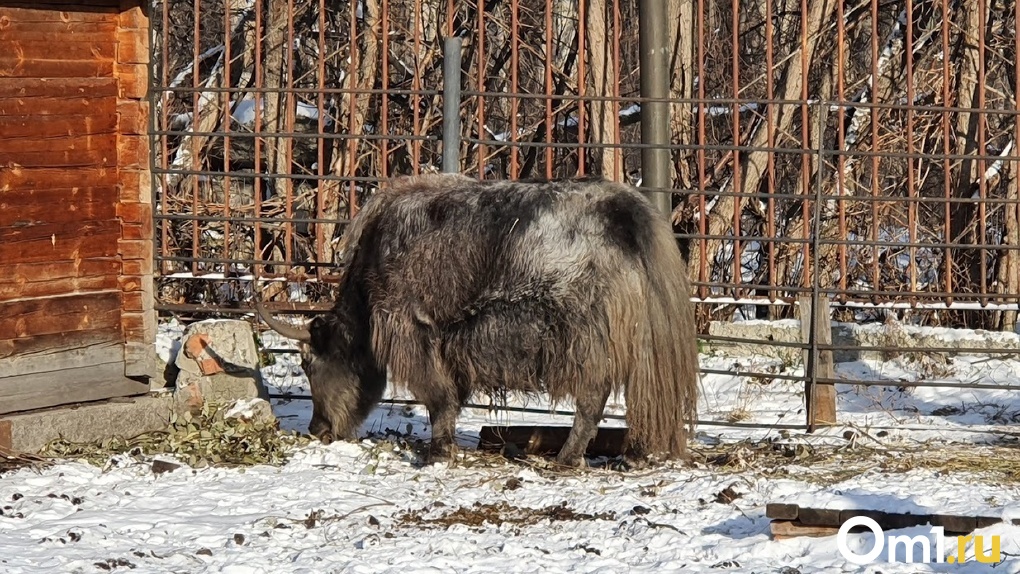 В двух районах Омской области ввели карантин из-за болезни скота