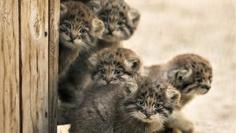 Котёнка-манула из Новосибирского зоопарка перевезли в Ленинградскую область