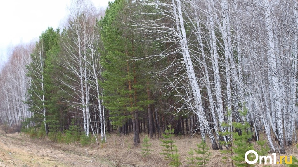 Дрова за 190 тысяч рублей: в Омской области омич получил условный срок за вырубку деревьев