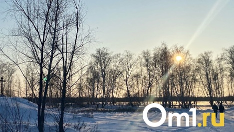 Прокурор ответил омским депутатам на запрос о вырубке красноярского бора