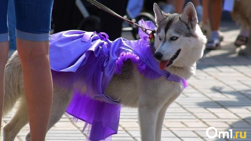 Собачье дефиле и квесты: в Омске прошёл необычный фестиваль