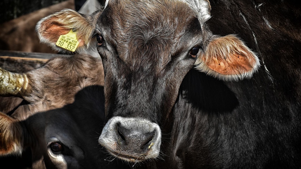 Коровы продолжают болеть: в Омской области выявлены новые очаги лейкоза скота
