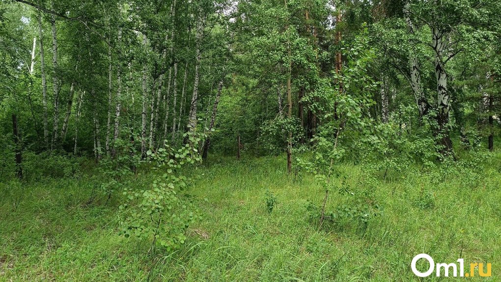 Первые лисички появились в лесах Новосибирской области. ФОТО