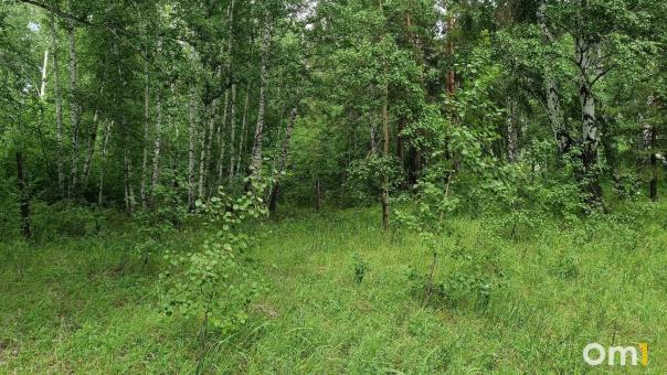 Первые лисички появились в лесах Новосибирской области. ФОТО