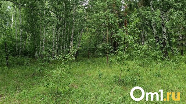 Первые лисички появились в лесах Новосибирской области. ФОТО