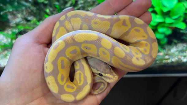 Как отличить ужа от гадюки: советы биолога для жителей Новосибирска